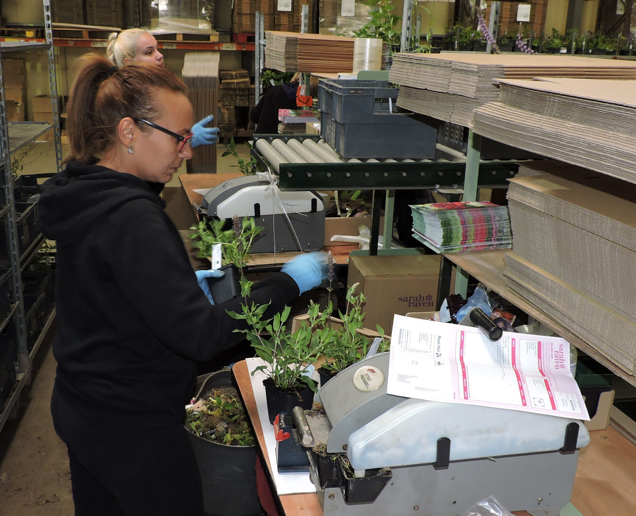Live plants being packed in Manor Packaging corrugated packaging